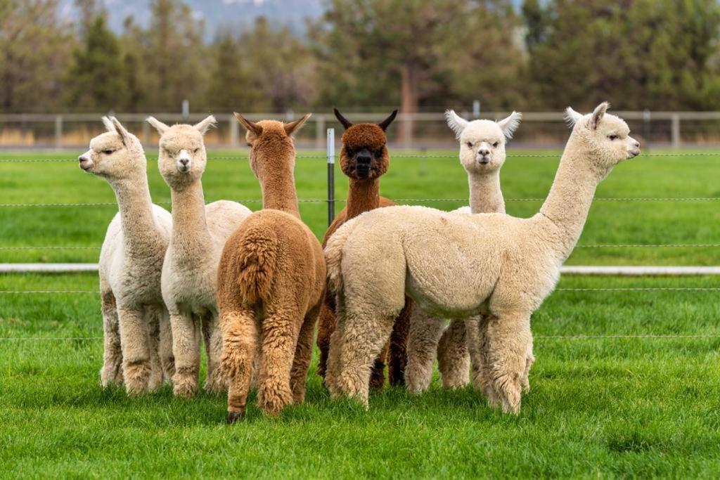 Alpaca Farm And B&B - Mama Adama 그란돌라 외부 사진